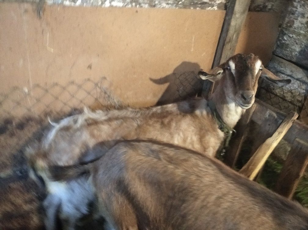 Продам козла, коз, козлят