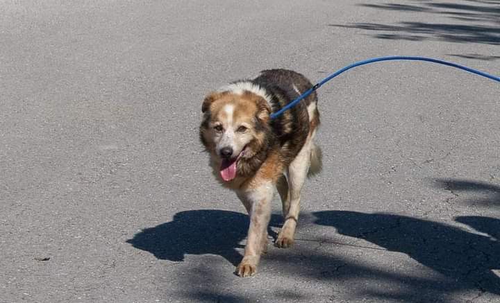 Cris - cachorro de porte médio sénior para adoção