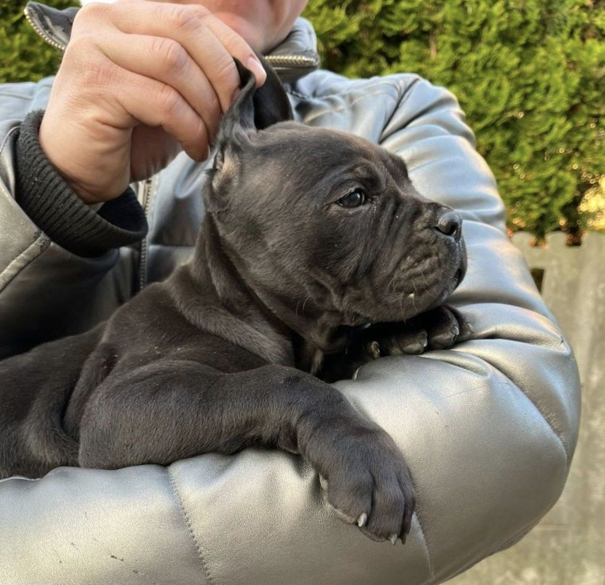 Cane Corso mocny Pies