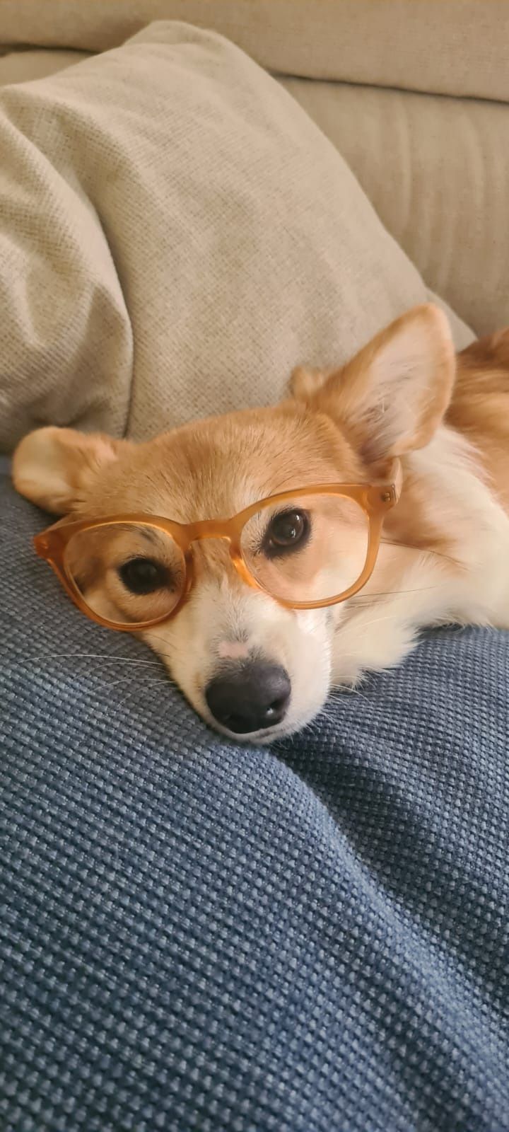 Corgi Pembroke  Puppy