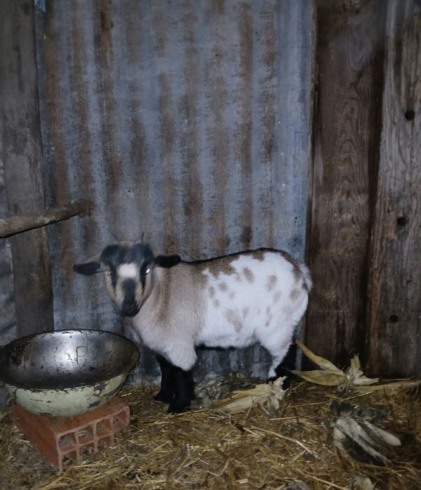 Cabrita anã para troca