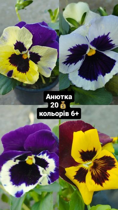 флокс газанія анюта гвоздика вербена остік