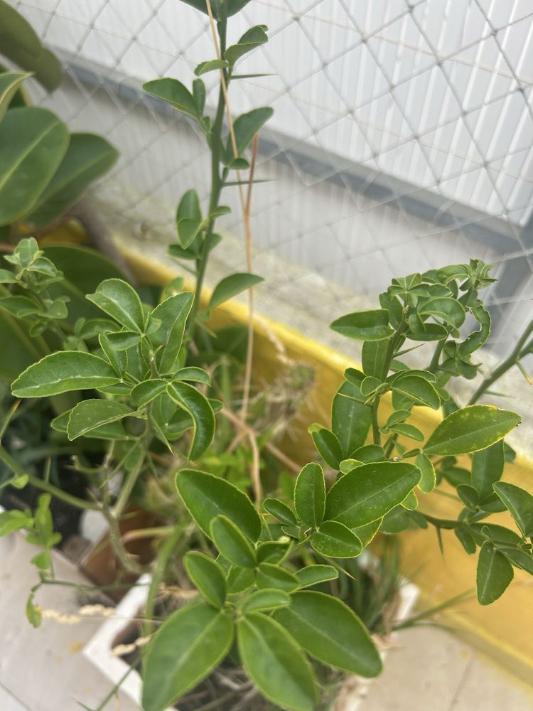 Vasos pesados com plantas ofereço