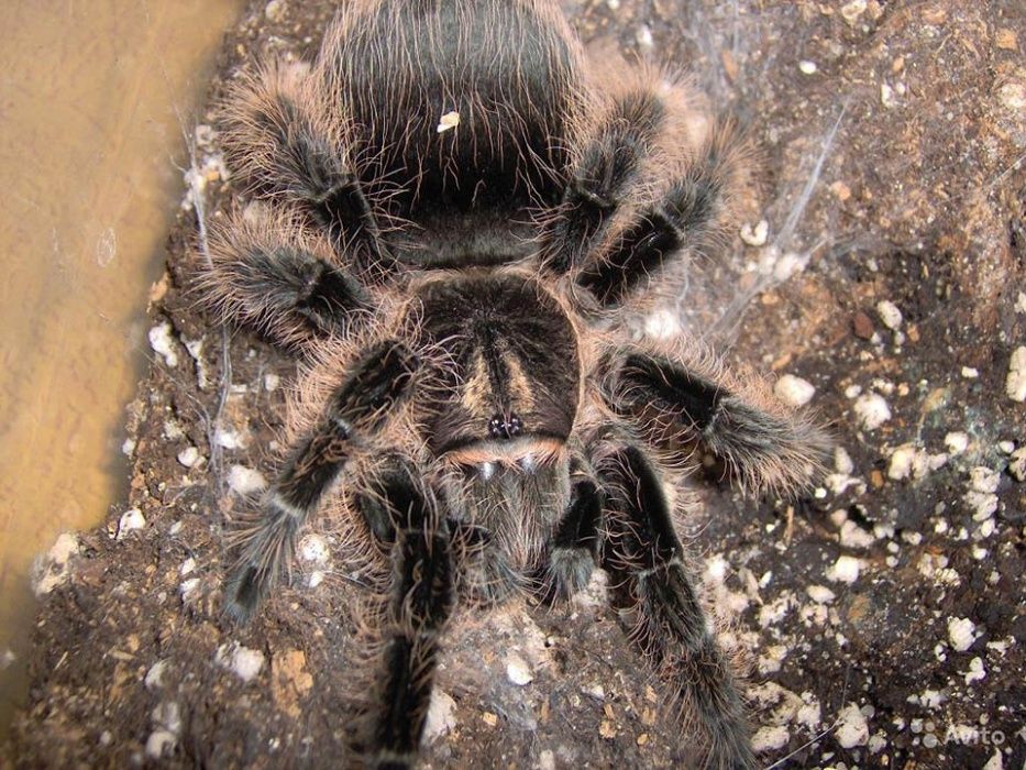 Продам паука-птицееда Brachypelma albopilosum