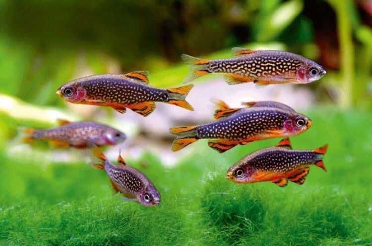 Danio perłowy - Danio margaritatus - Microrasbora galaxy - Razbora