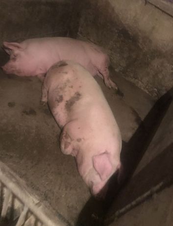 Продам свині 80 грн