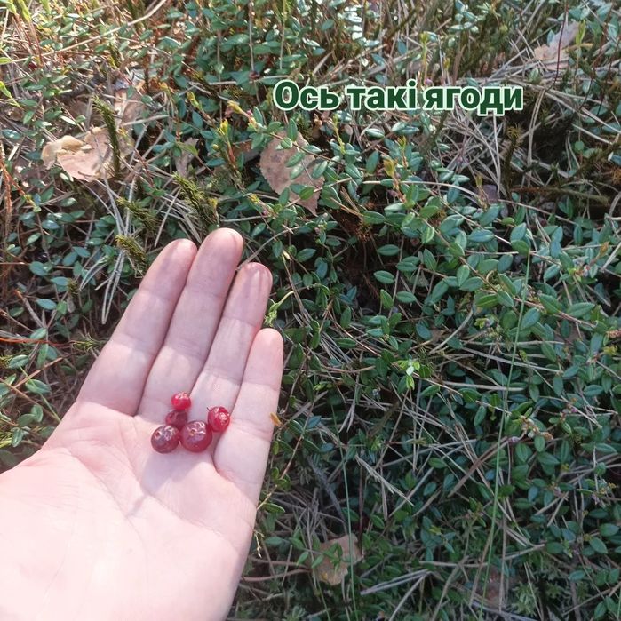 Журавлина, клюква, брусниця сира без цукру, варення з журавлини з Карп