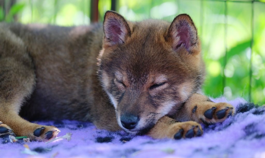 Sezamowy piesek shiba inu