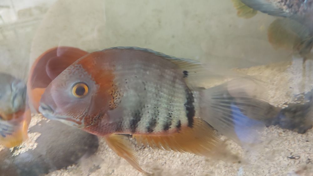 Heros severum rocktail  15cm