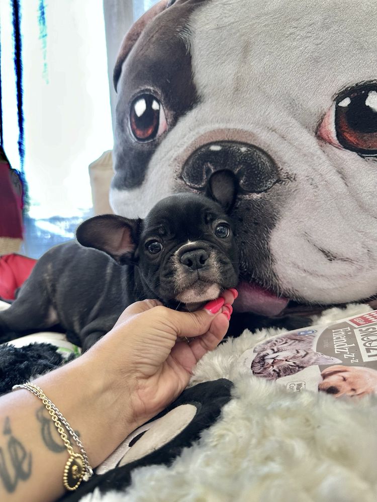 Bulldog macho top
