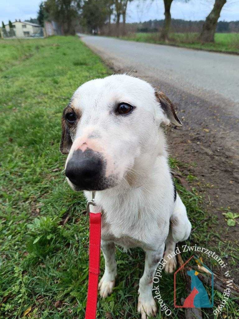 PIĘKNY, MAŁY, 2 letni piesek - wyjątkowo delikatny i uczuciowy