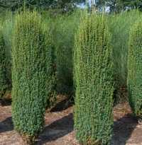 Ялівець Хіберніка Juniperus communis Hibernica 40см p9 ОПТ