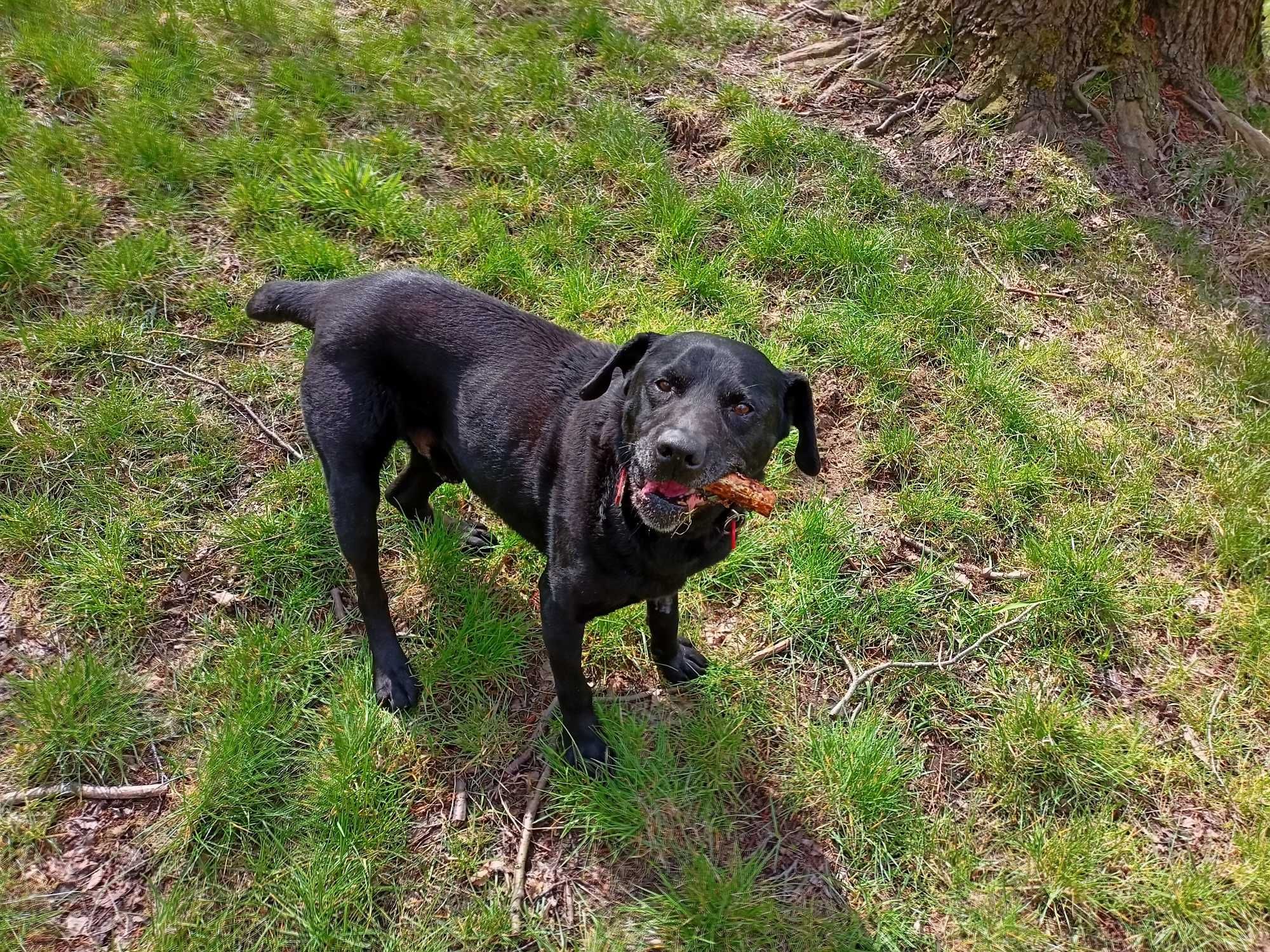 13 letni Celt w typie labrador-retrievera - schronisko
