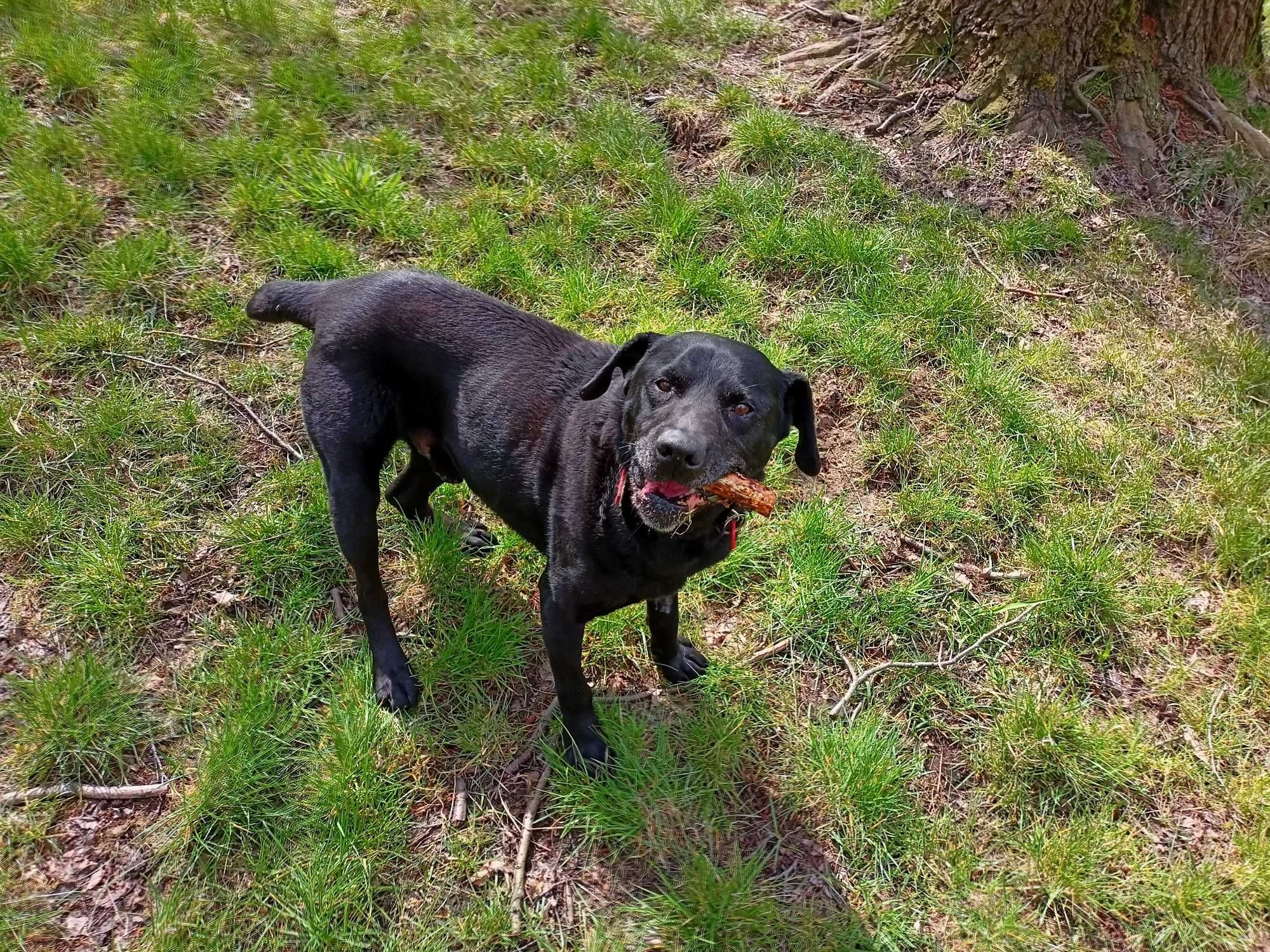 Celt w typie labrador-retrievera - schronisko