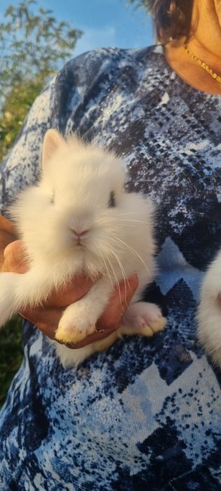 Coelhos anões Hotot
