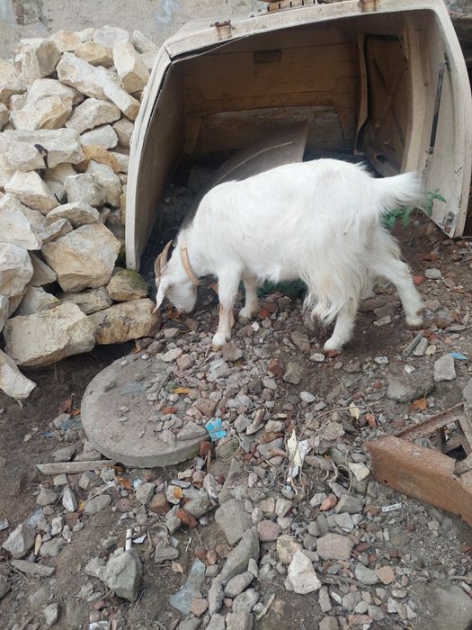 Sprzedam koze biała gotowa do zapłodnienia