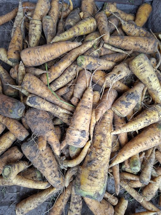 Marchew pastewna lobo