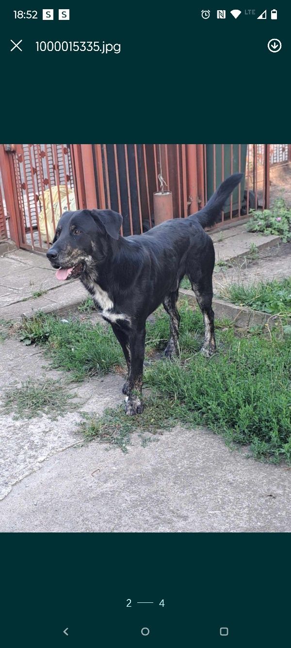 Szczeniak do adopcji
