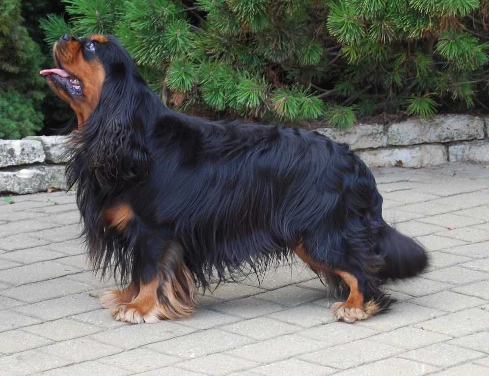 ZKwP - FCI Cavalier King Charles Spaniel  - Piesek