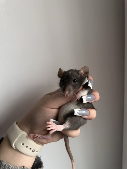 Криси Крысы Сміла, дамбо рекс