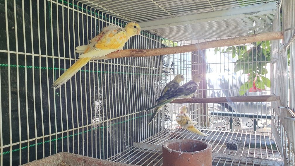 Ring neck, aratingas sol, roselas, agapornis, bourkes, periquitos aust