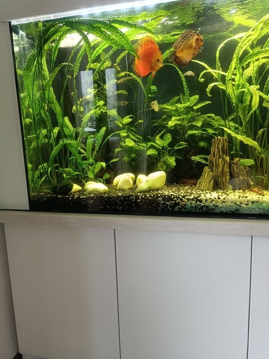 Akwarium 500l cały zestaw