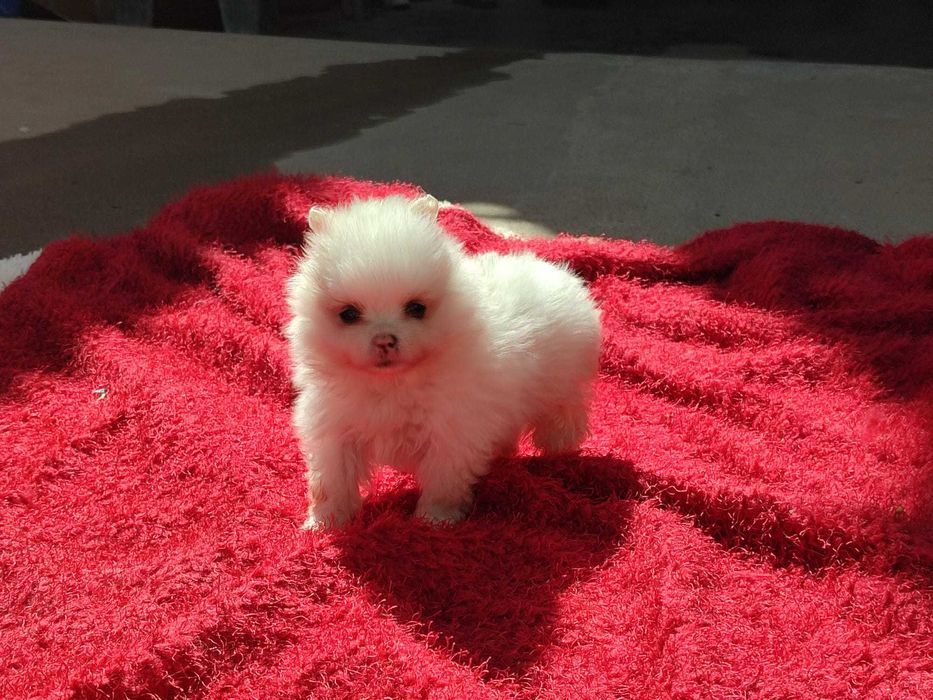 Spitz Anão macho branco
