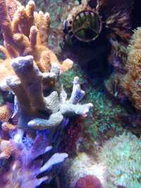 Montipora stalowa,koralowiec twardy, koralowce akwarium morskie