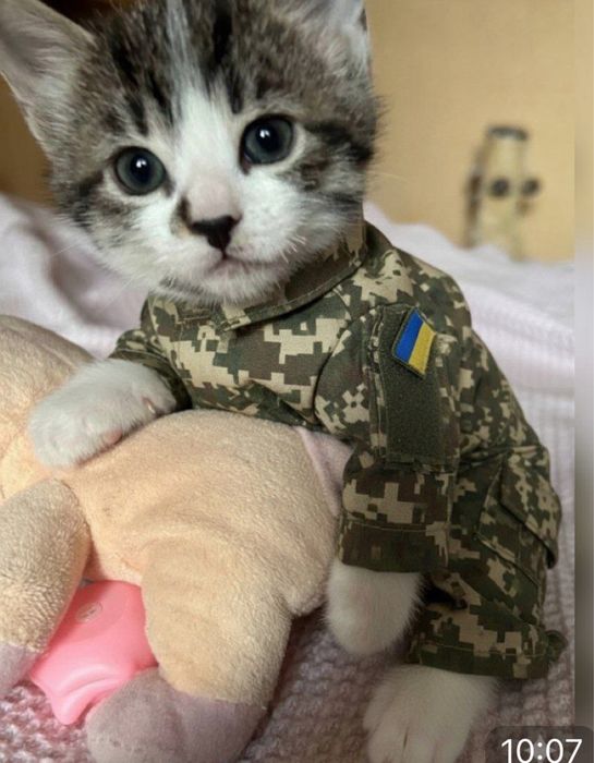 Кошенятко в добрі руки