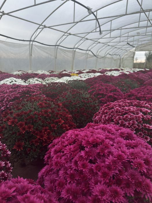 Chryzantemy wielokwiatowe i drobnokwiatowe