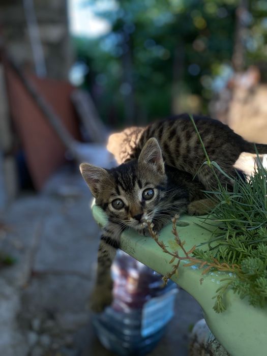 Кошенятка шукають люблячу домівку!