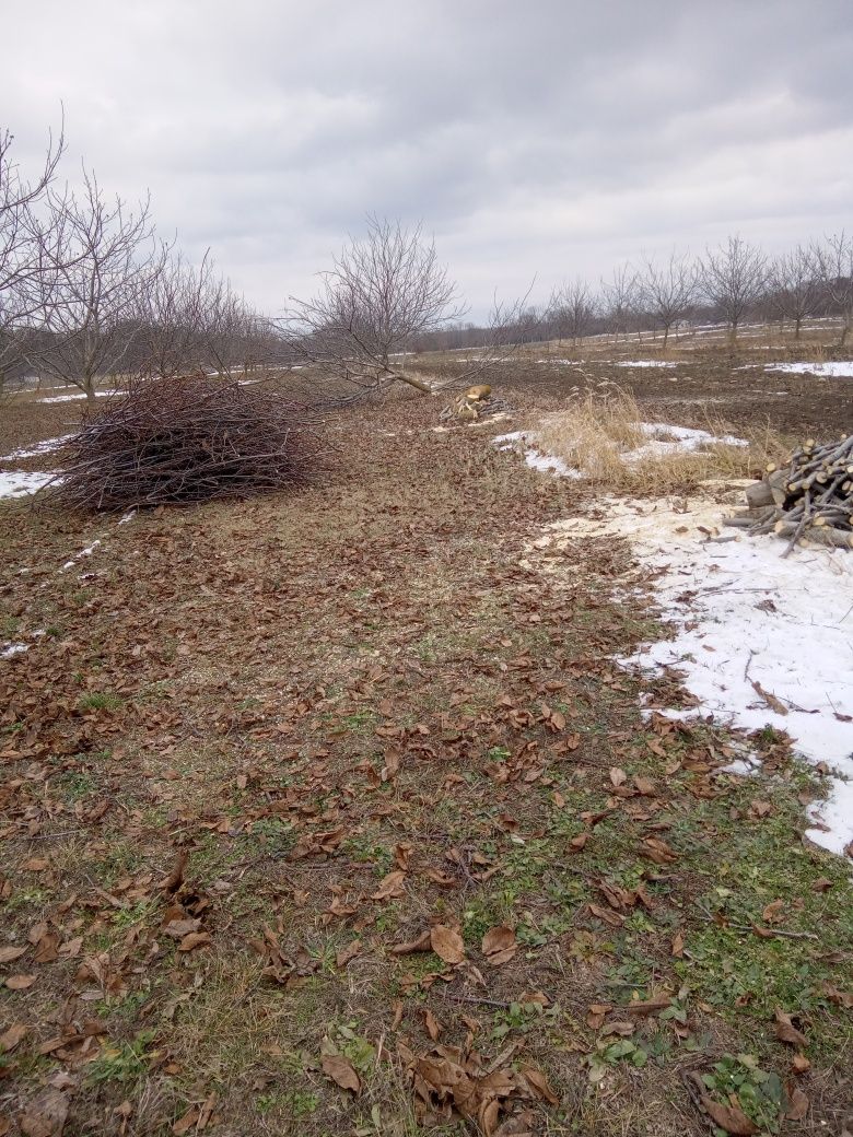 Дерева волоського горіха . Самоспил.