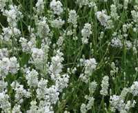 Саджанець лаванди - лаванда біла Edelweiss (саженцы лаванды)