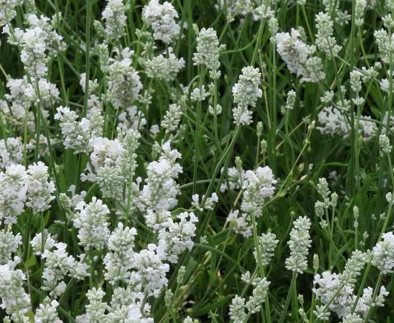 Саджанець лаванди - лаванда біла Edelweiss (саженцы лаванды)