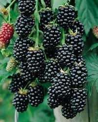 JEŻYNA  BEZKOLCOWA - Wielkoowocowa Gigant  (Możliwa Wysyłka)