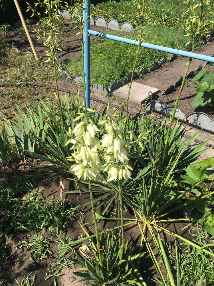 Юкка садовая,хоста