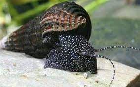 Vendo vários caracóis de aquário e lagostins anões