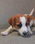 Jack Russell Terrier- suczka gładka