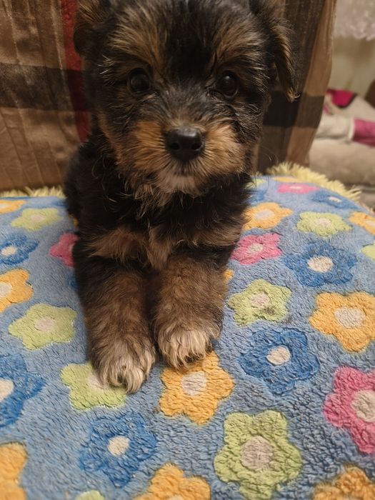 Śliczny chłopczyk york