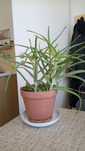 Aloes domowy w doniczce 50cm prywatna hodowla