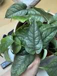 Monstera siltepecana