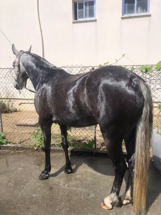 Cavalo novo com 5 anos