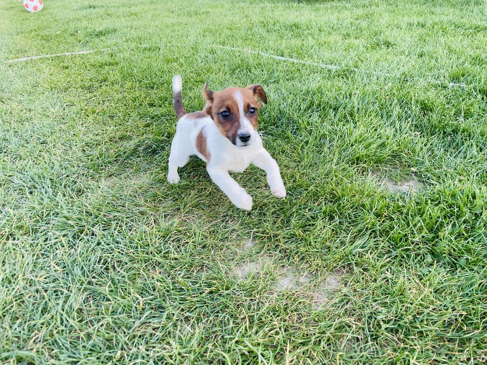 Jack Russell Terrier suczka Febe z rodowodem