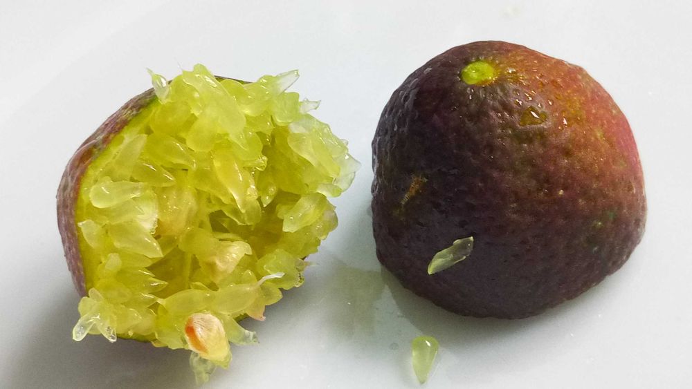 Fruta Limão Caviar Zero Pesticidas - Preço Direto Produtor