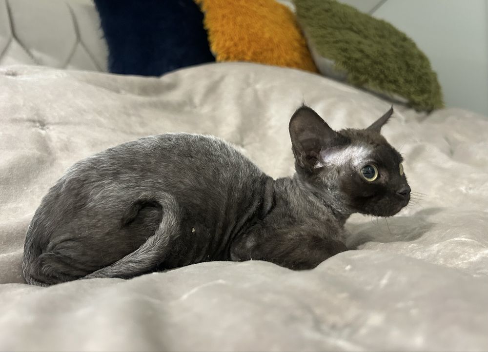 Śliczna kotka, devon rex, czarna