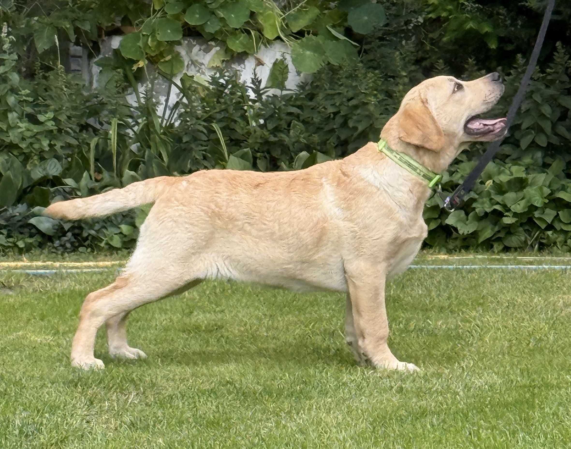 Labrador retriever biszkoptowy pies OWEN Passion Dog