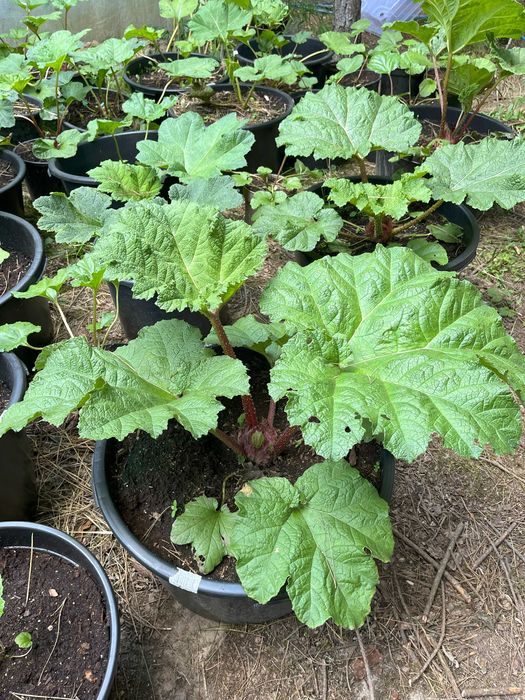 Gunnera Manicata - olbrzrmia - Parzeplin brazylijski