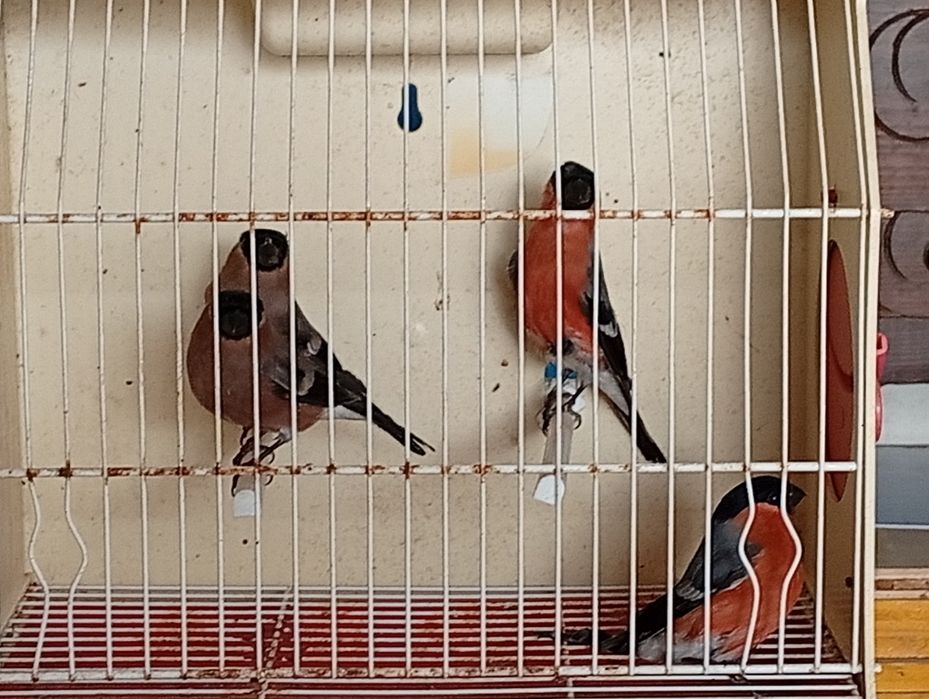 Canários machos e fêmeas