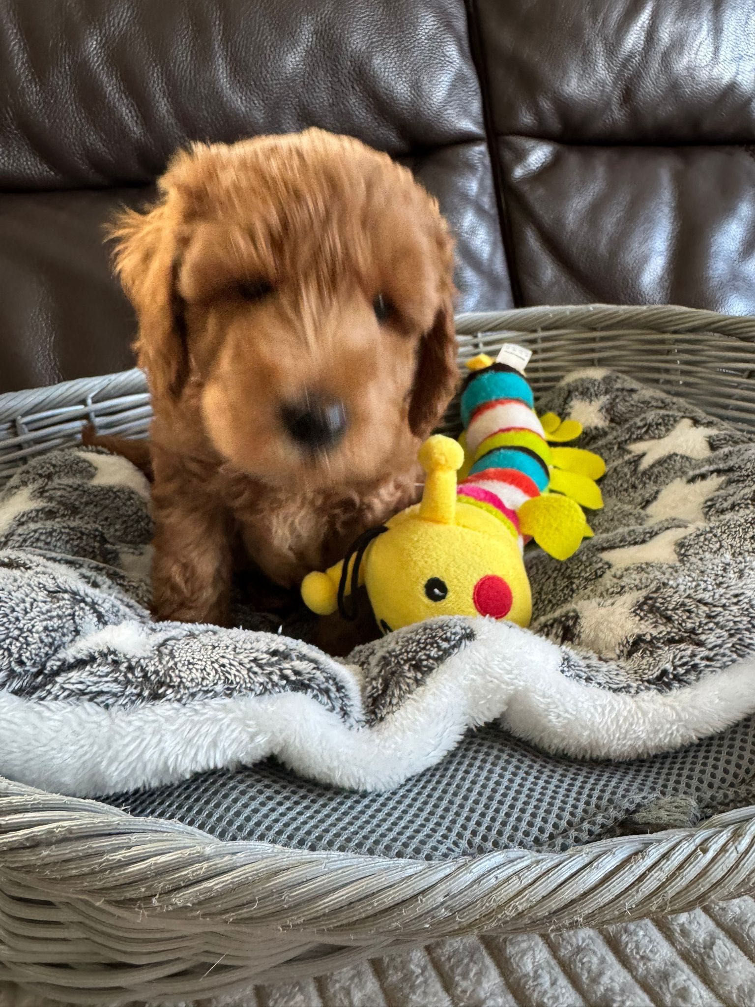 Uroczy szczeniaczek Cockapoo f1b.Gotowy do odbioru.