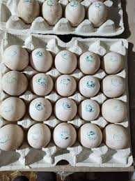інкубаційні яйця несушки Україна та Угорщина